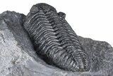 Prone Phacopid (Drotops) Trilobite On Large Limestone #381175-5